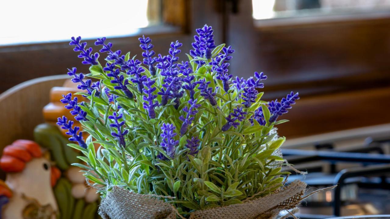 Il Cottage Di Patrizia لوكا المظهر الخارجي الصورة